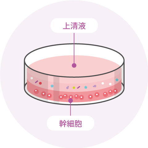 様々なサイトカイン（成長因子・栄養因子）タンパク質などの有効成分を含有